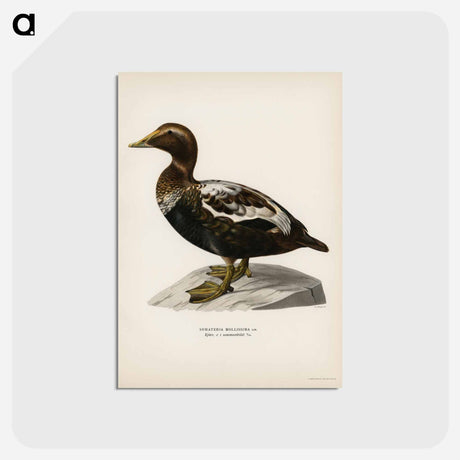 アートポストカード-Eider
 - スヴェンスカ フォグラル Postcard.