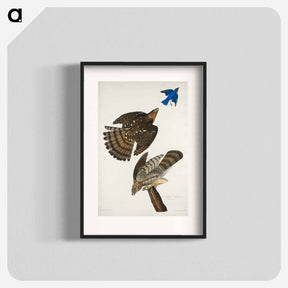 アートポスター-Stanley Hawk from Birds of America
 - アメリカの鳥たち Poster.