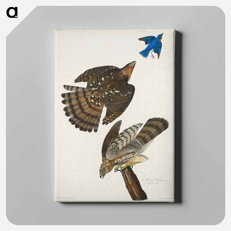 アートパネル-Stanley Hawk from Birds of America
 - アメリカの鳥たち Canvas.