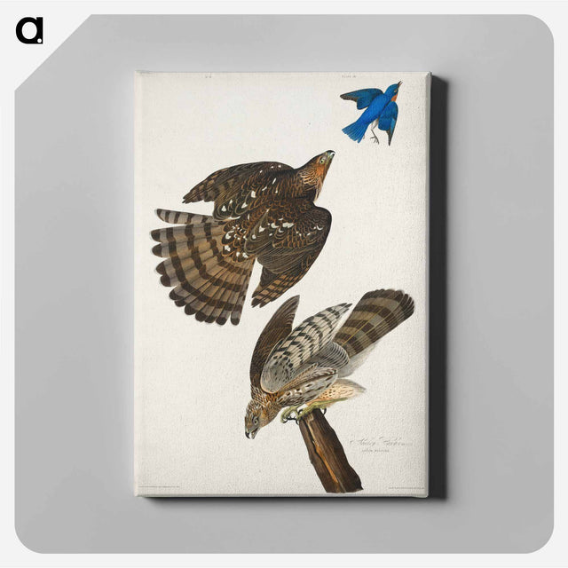 アートパネル-Stanley Hawk from Birds of America
 - アメリカの鳥たち Canvas.
