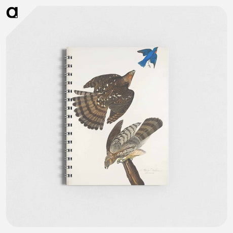 アートメモ帳-Stanley Hawk from Birds of America
 - アメリカの鳥たち Memo.