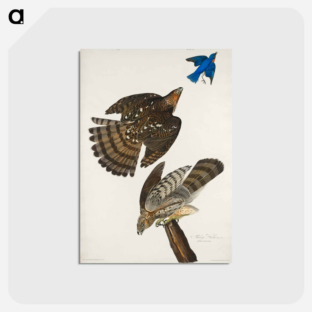 アートポストカード-Stanley Hawk from Birds of America
 - アメリカの鳥たち Postcard.