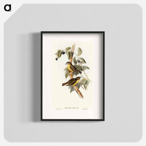 アートポスター-Large-headed Robin
 - オーストラリアの鳥 Poster.
