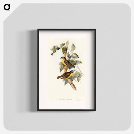 アートポスター-Large-headed Robin
 - オーストラリアの鳥 Poster.
