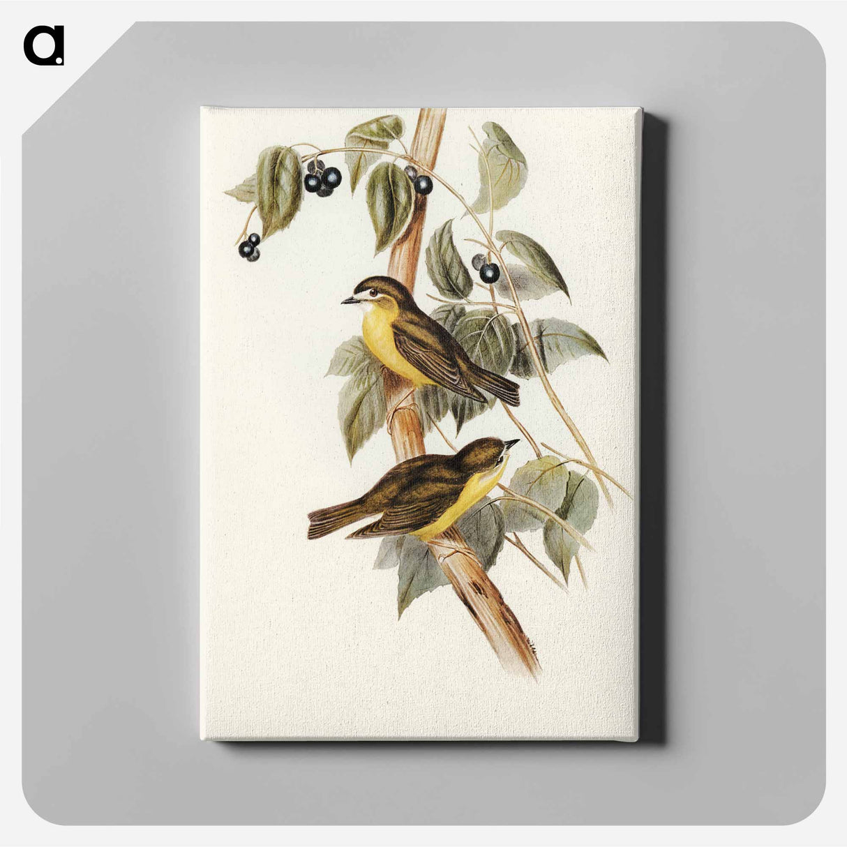 アートパネル-Large-headed Robin
 - オーストラリアの鳥 Canvas.