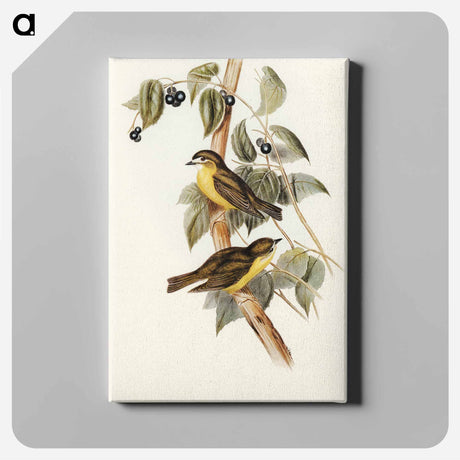 アートパネル-Large-headed Robin
 - オーストラリアの鳥 Canvas.