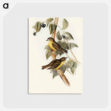 アートポストカード-Large-headed Robin
 - オーストラリアの鳥 Postcard.