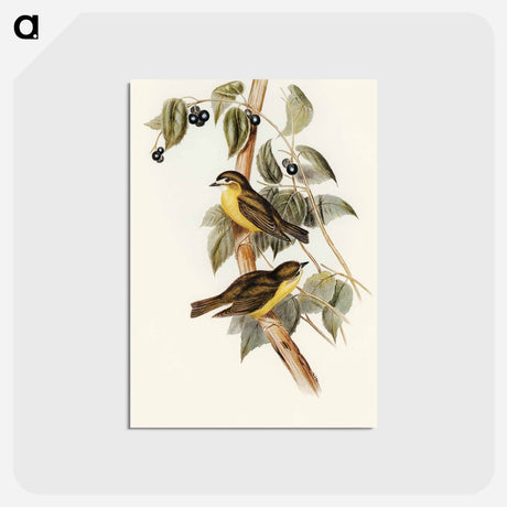 アートポストカード-Large-headed Robin
 - オーストラリアの鳥 Postcard.