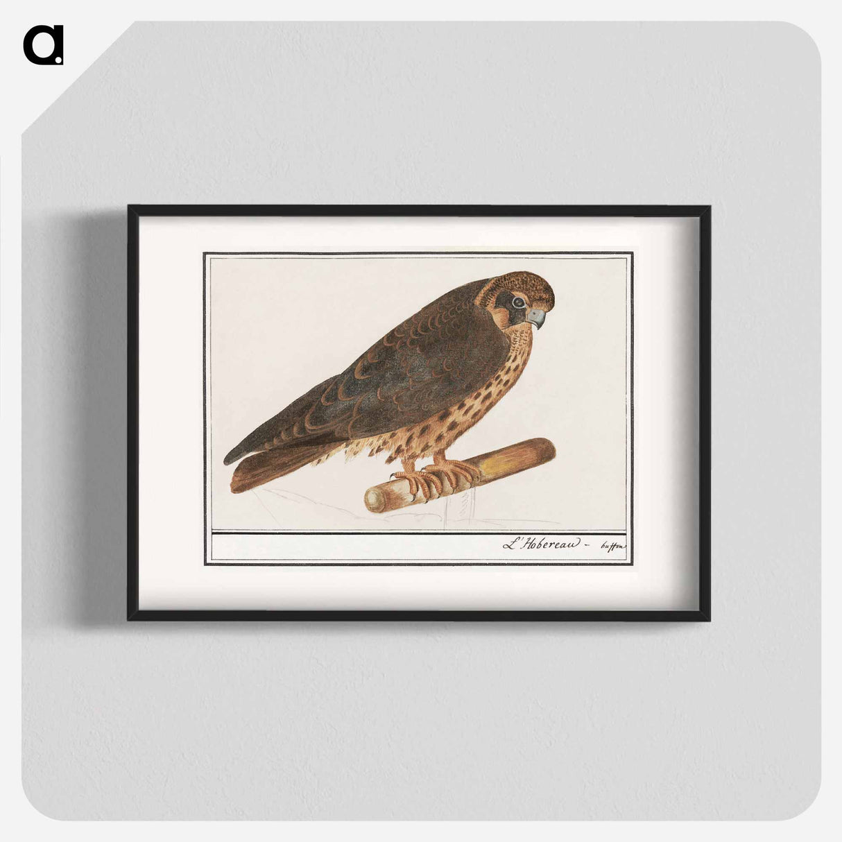 Tree Falcon - アンセルムス ボエティウス デ ブート Poster.