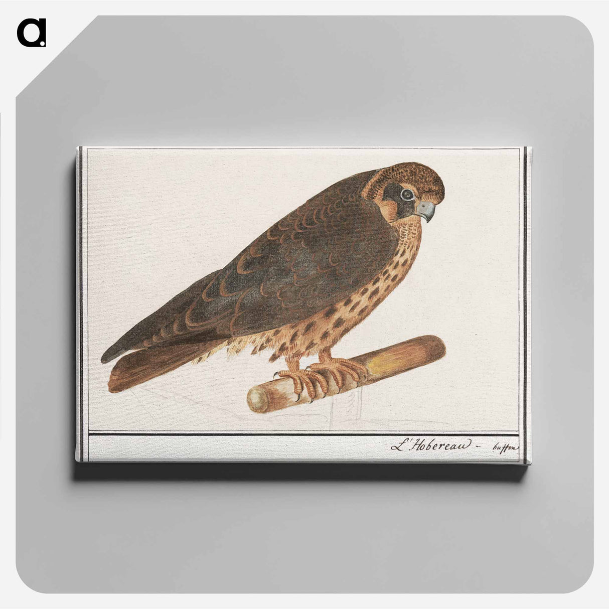 Tree Falcon - アンセルムス ボエティウス デ ブート Canvas.