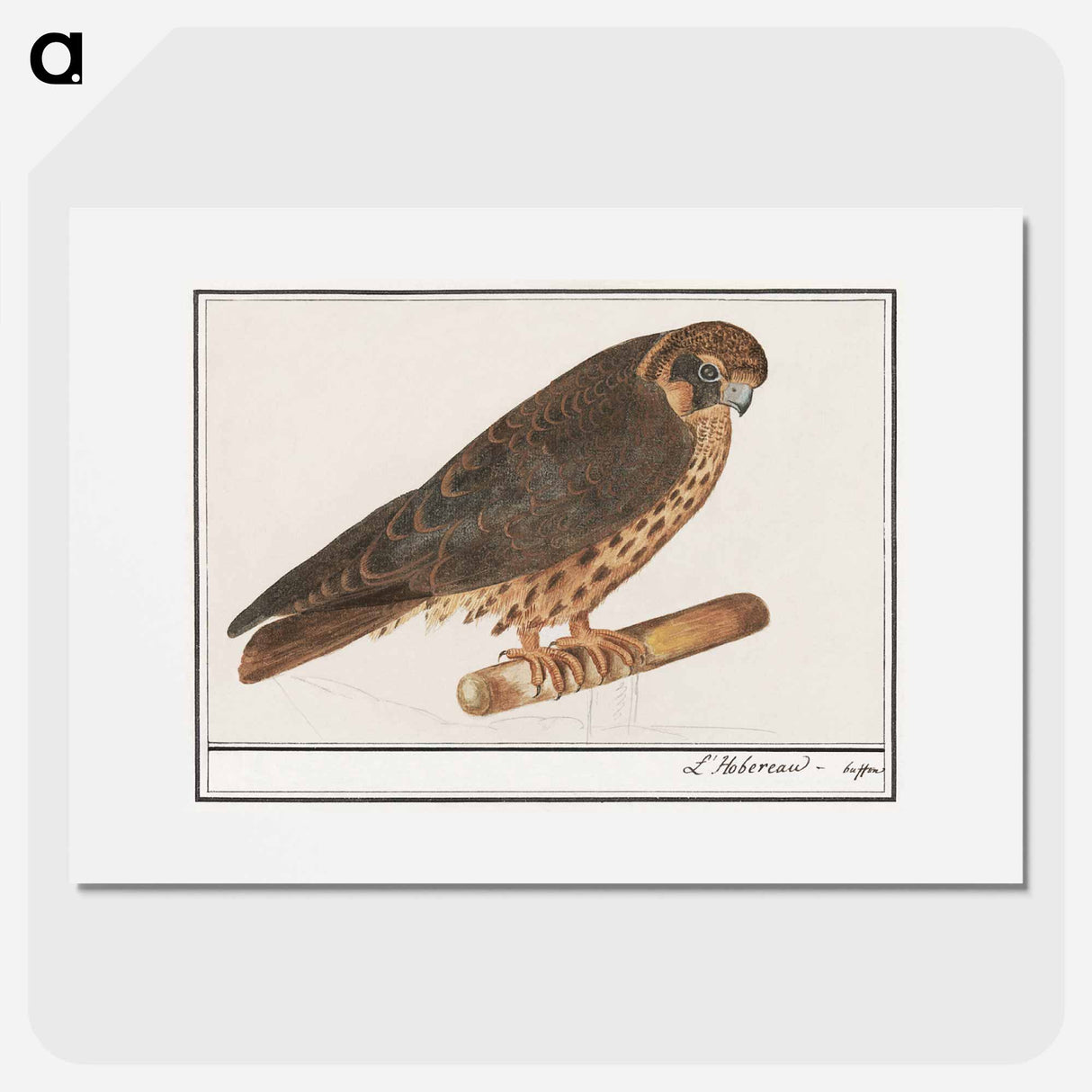 Tree Falcon - アンセルムス ボエティウス デ ブート Poster.