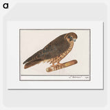 Tree Falcon - アンセルムス ボエティウス デ ブート Poster.