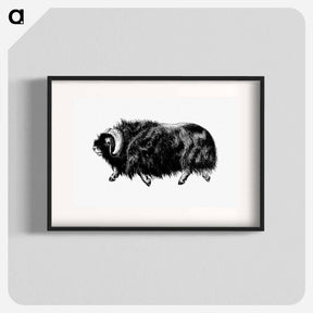 アートポスター-Muskox from Amerika
 - 大英図書館 Poster.