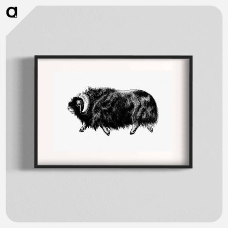 アートポスター-Muskox from Amerika
 - 大英図書館 Poster.