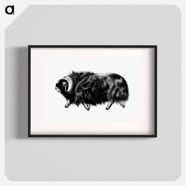アートポスター-Muskox from Amerika
 - 大英図書館 Poster.