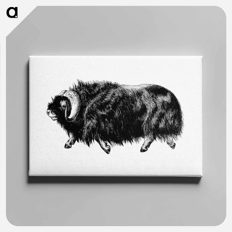アートパネル-Muskox from Amerika
 - 大英図書館 Canvas.