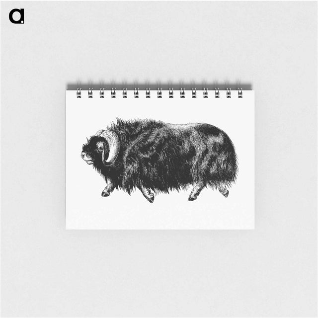 アートメモ帳-Muskox from Amerika
 - 大英図書館 Memo.