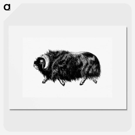 アートポスター-Muskox from Amerika
 - 大英図書館 Poster.
