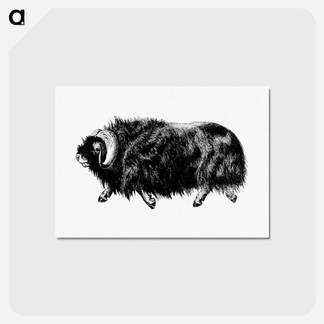 アートポストカード-Muskox from Amerika
 - 大英図書館 Postcard.