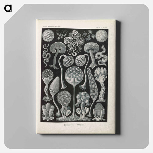 Marine life illustration - エルンスト ヘッケル Canvas.