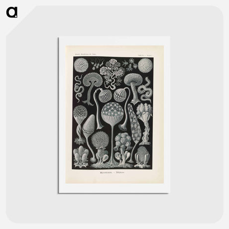 アートポストカード-Marine life illustration - エルンスト ヘッケル Postcard.