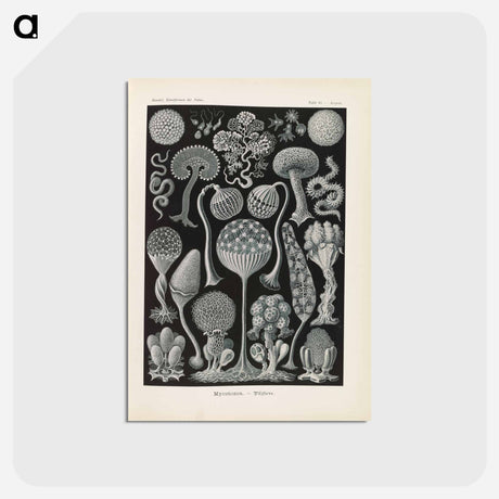アートポストカード-Marine life illustration - エルンスト ヘッケル Postcard.