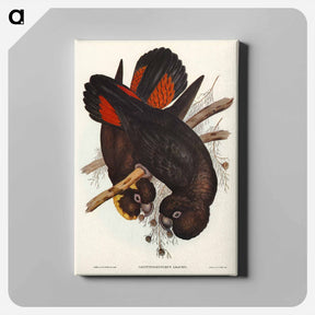 アートパネル-Leach's Cockatoo
 - ジョン グールド Canvas.