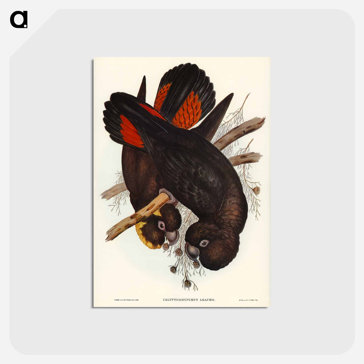 アートポストカード-Leach's Cockatoo
 - ジョン グールド Postcard.
