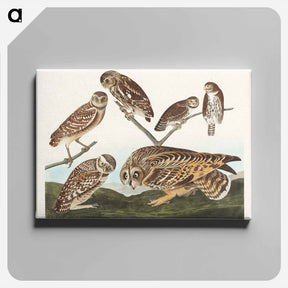 アートパネル-Burrowing Owl and Other Owls
 - ジョン ジェームス オーデュボン Canvas.