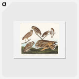 アートポストカード-Burrowing Owl and Other Owls
 - ジョン ジェームス オーデュボン Postcard.