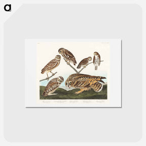 アートポストカード-Burrowing Owl and Other Owls
 - ジョン ジェームス オーデュボン Postcard.