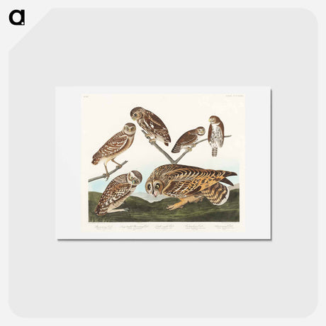アートポストカード-Burrowing Owl and Other Owls
 - ジョン ジェームス オーデュボン Postcard.