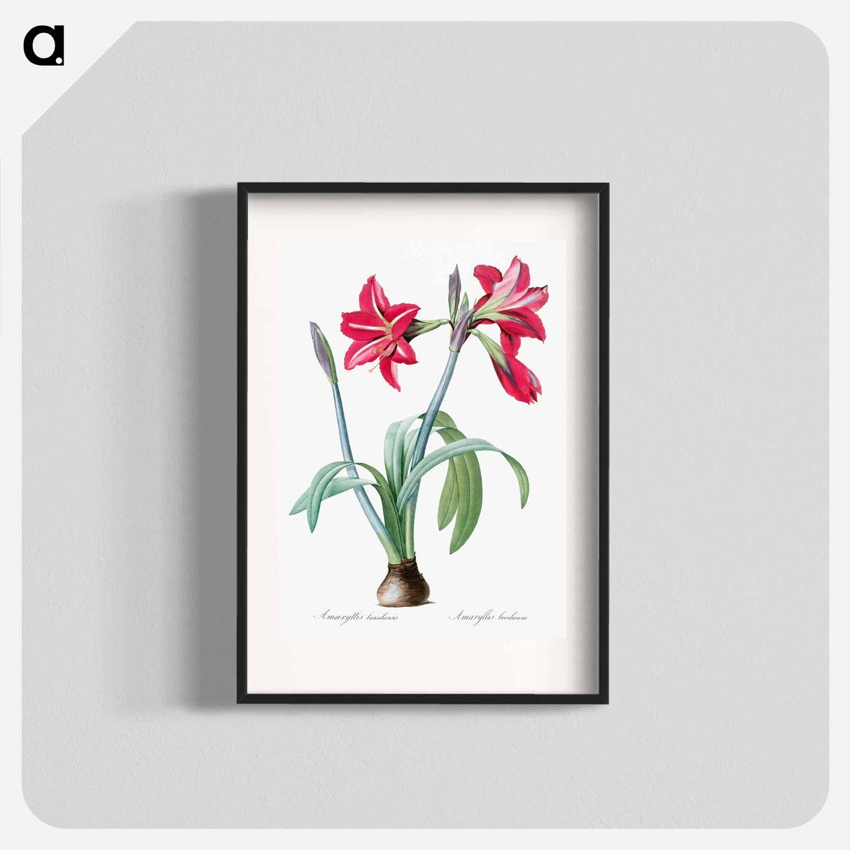 Brazilian amaryllis - Pierre Joseph Redouté Poster.