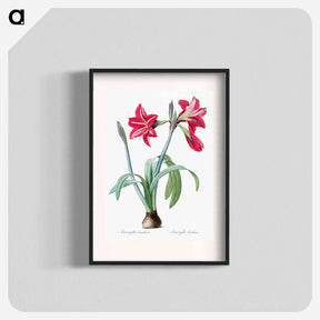アートポスター-Brazilian amaryllis - ピエール ジョゼフ ルドゥーテ Poster.