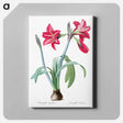 アートパネル-Brazilian amaryllis - ピエール ジョゼフ ルドゥーテ Canvas.