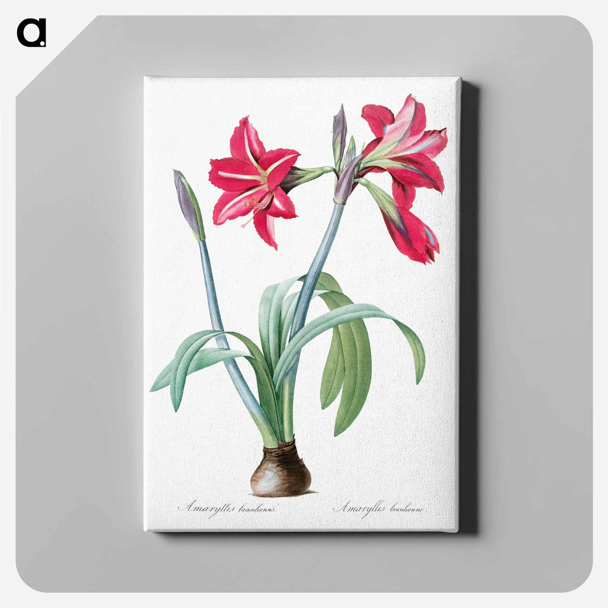 アートパネル-Brazilian amaryllis - ピエール ジョゼフ ルドゥーテ Canvas.
