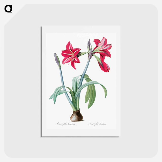 アートポストカード-Brazilian amaryllis - ピエール ジョゼフ ルドゥーテ Postcard.