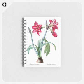 アートメモ帳-Brazilian amaryllis - ピエール ジョゼフ ルドゥーテ Memo.