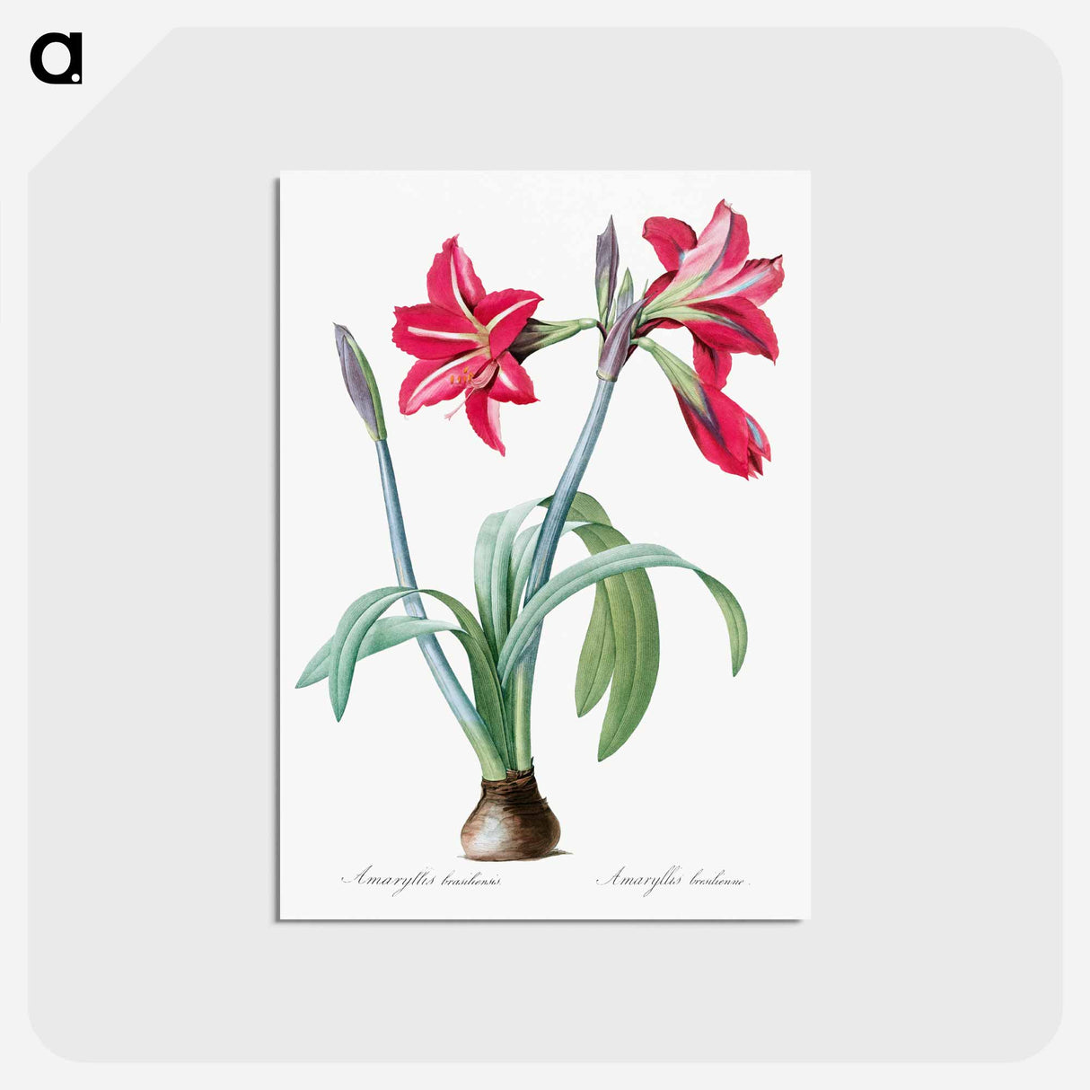 アートポストカード-Brazilian amaryllis - ピエール ジョゼフ ルドゥーテ Postcard.