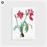 アートポストカード-Brazilian amaryllis - ピエール ジョゼフ ルドゥーテ Postcard.