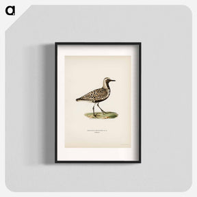 アートポスター-Grey Plover
 - スヴェンスカ フォグラル Poster.