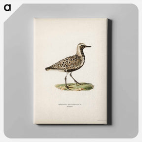 アートパネル-Grey Plover
 - スヴェンスカ フォグラル Canvas.