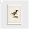 アートポストカード-Grey Plover
 - スヴェンスカ フォグラル Postcard.