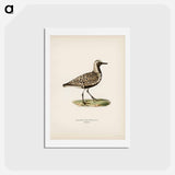 アートポストカード-Grey Plover
 - スヴェンスカ フォグラル Postcard.