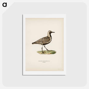 アートポストカード-Grey Plover
 - スヴェンスカ フォグラル Postcard.