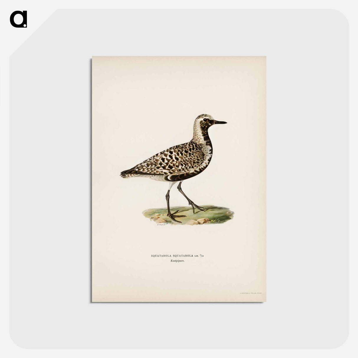 アートポストカード-Grey Plover
 - スヴェンスカ フォグラル Postcard.