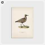 アートポストカード-Grey Plover
 - スヴェンスカ フォグラル Postcard.