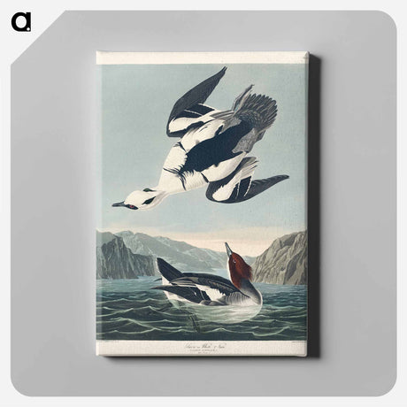 アートパネル-Smew or White Nun from Birds of America
 - アメリカの鳥たち Canvas.