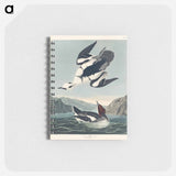アートメモ帳-Smew or White Nun from Birds of America
 - アメリカの鳥たち Memo.