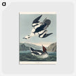 アートポストカード-Smew or White Nun from Birds of America
 - アメリカの鳥たち Postcard.